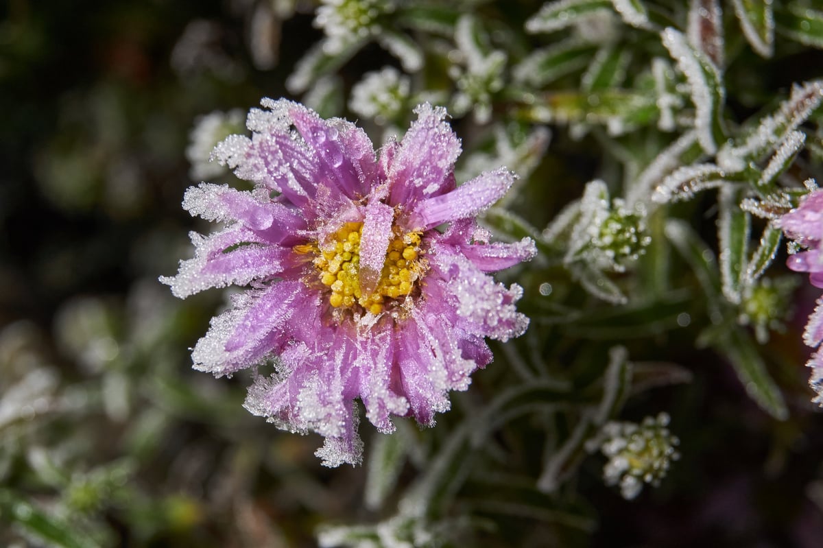Frost crystals sparkling on a frozen surface